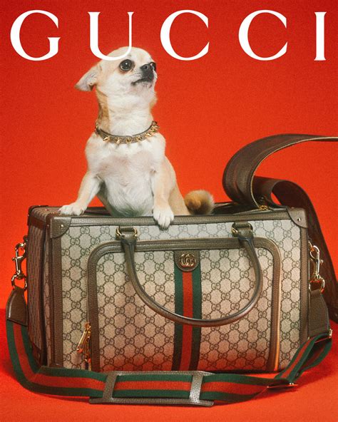 gucci pet baby|gucci pet slang.